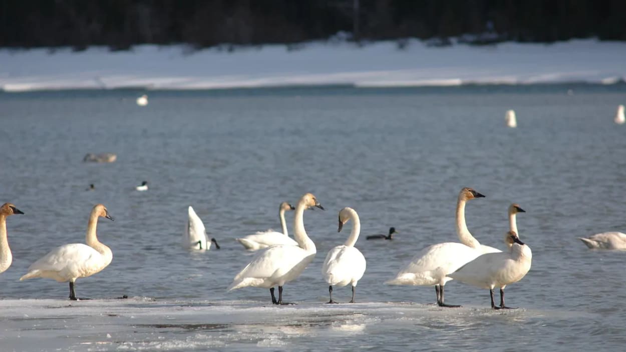 Les cygnes risquent d’arriver avec un petit retard au Yukon