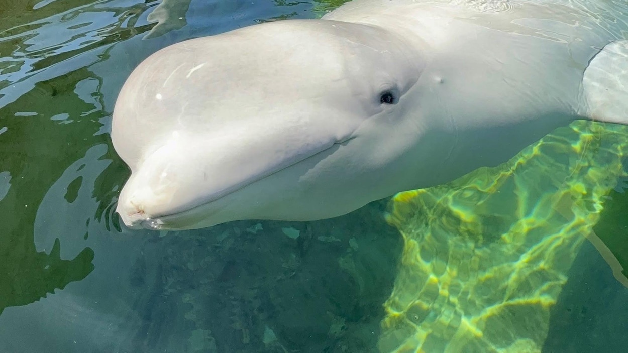 Un autre ancien béluga de Marineland est mort