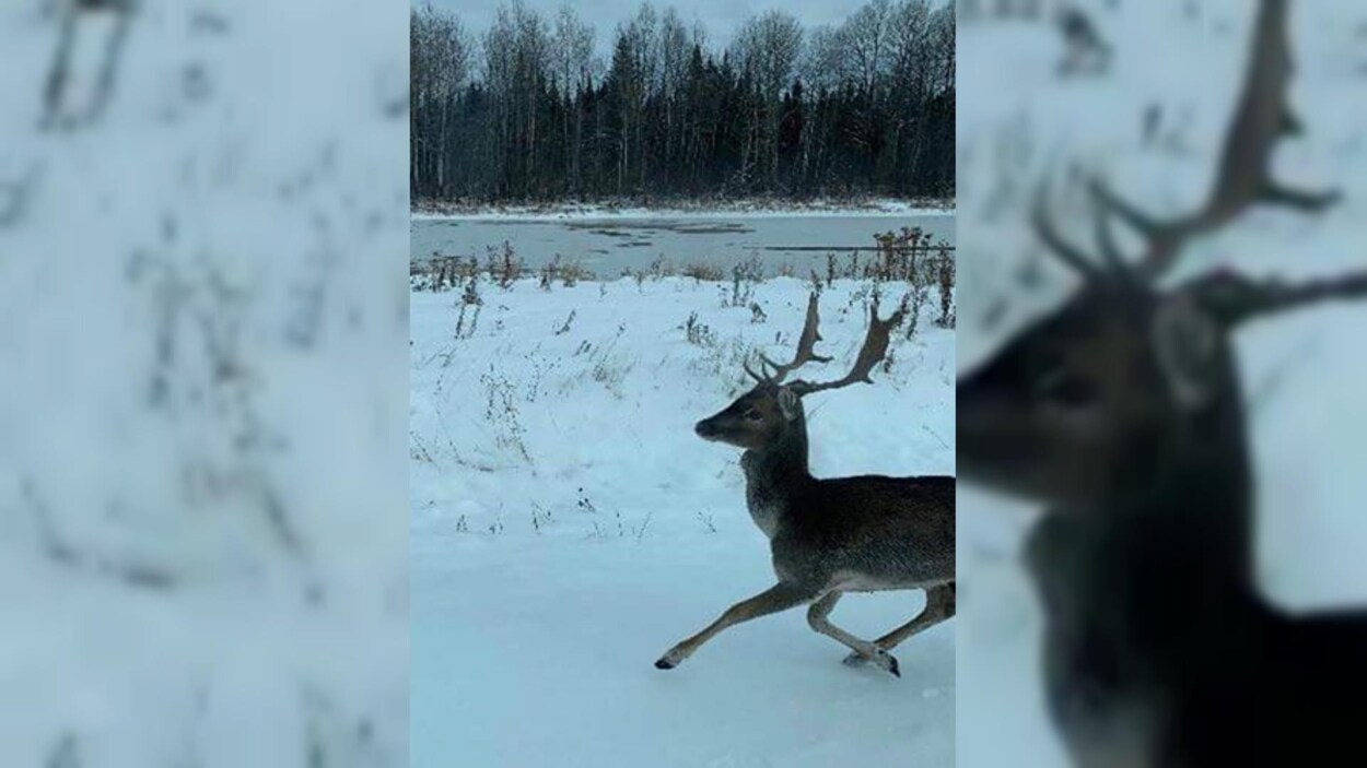 Un daim court dans la neige.
