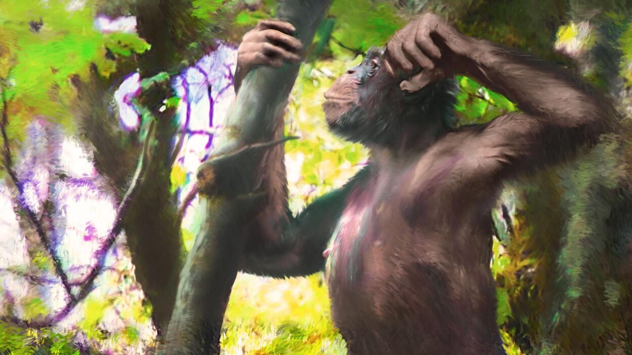 Illustration artistique d'un Danuvius guggenmosi se tenant sur ses deux jambes dans un arbre.