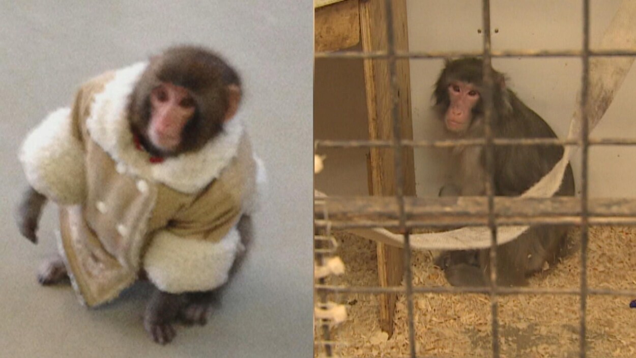 Deux photos d'un même singe, côte-à-côte Deux photos d'un même singe, côte-à-côte