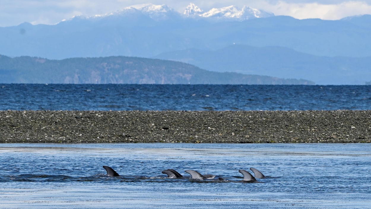 C.-B. : Des dauphins prisonniers pendant des heures dans un bassin à marée basse