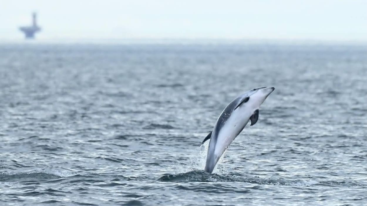 Un « ballet » sauvage de dauphins à nez blanc à Tadoussac
