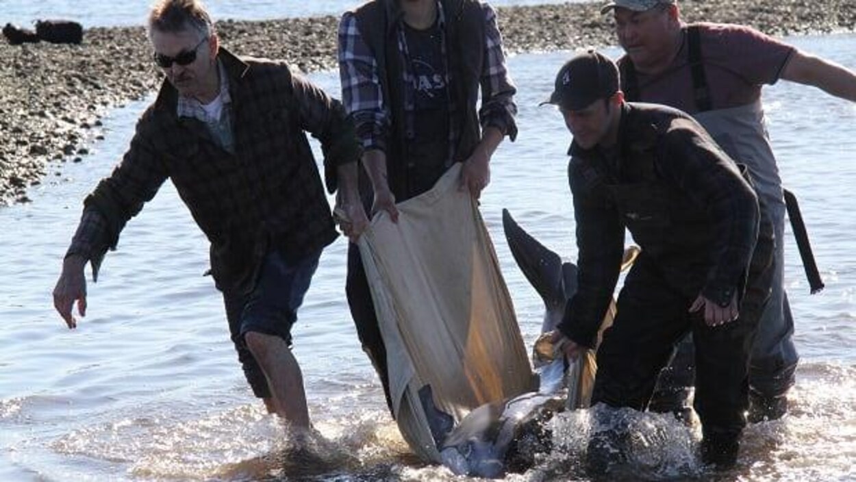 Des gens soulèvent un dauphin coincé dans un piège à poissons ancestral.