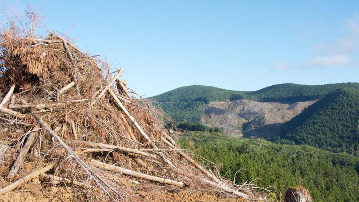 Des débris de bois sont empilés près d'une forêt.
