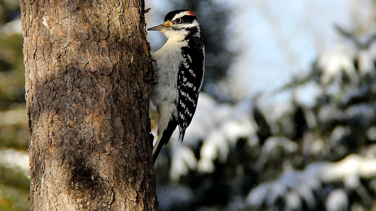 L'oiseau posé sur un tronc pique un arbre avec son bec. 