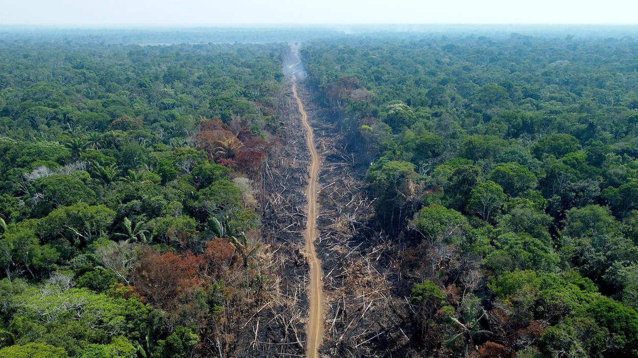 Brésil : la déforestation en Amazonie divisée par trois en juillet |  Radio-Canada