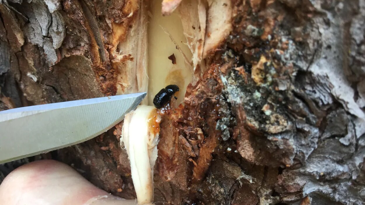 Un dendroctone de l’épinette dans un arbre.