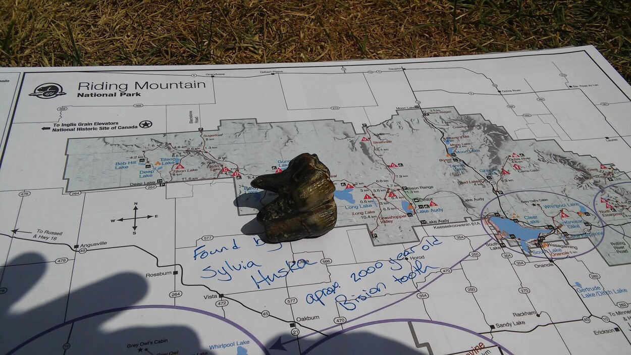 Une dent noire et fossilisée est sur une carte du parc national de Mont-Riding. Une dent noire et fossilisée est sur une carte du parc national de Mont-Riding.