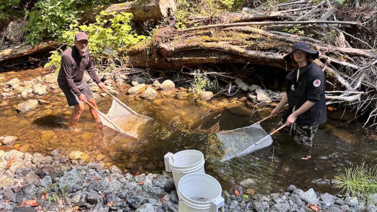 La sécheresse oblige à déplacer des poissons vers d’autres cours d’eau