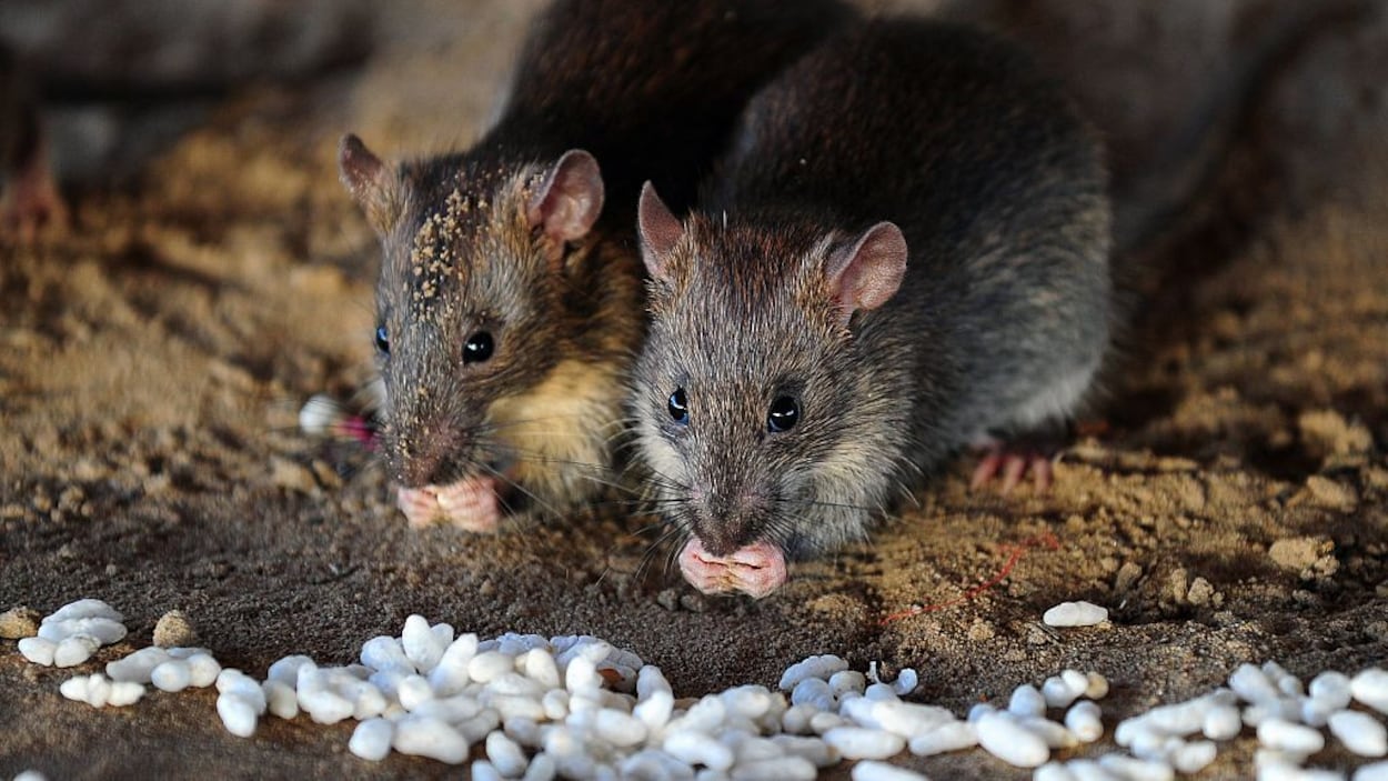 Une étude fait état d’une fringale chez des rats exposés au cannabis