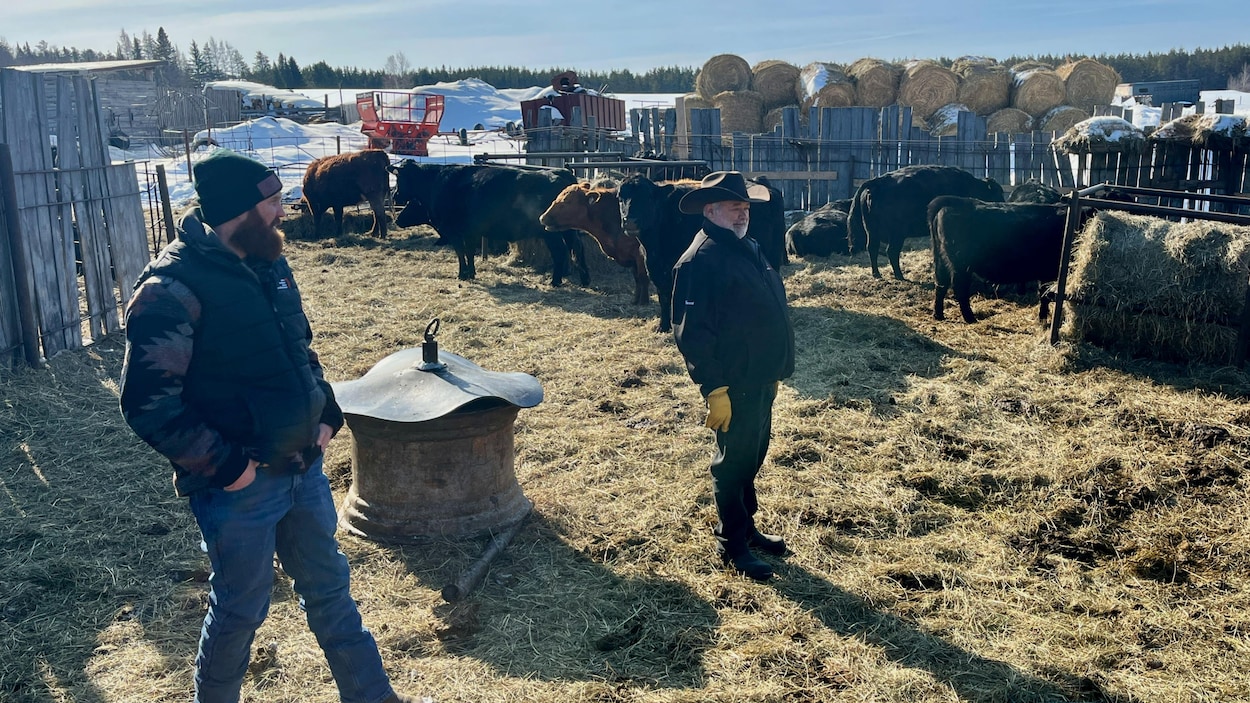 Envolée du prix du bœuf : une opportunité pour les producteurs bovins
