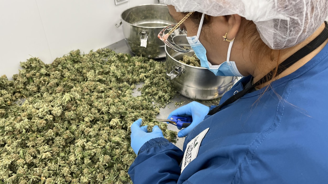 L’industrie du cannabis réclame des excuses publiques