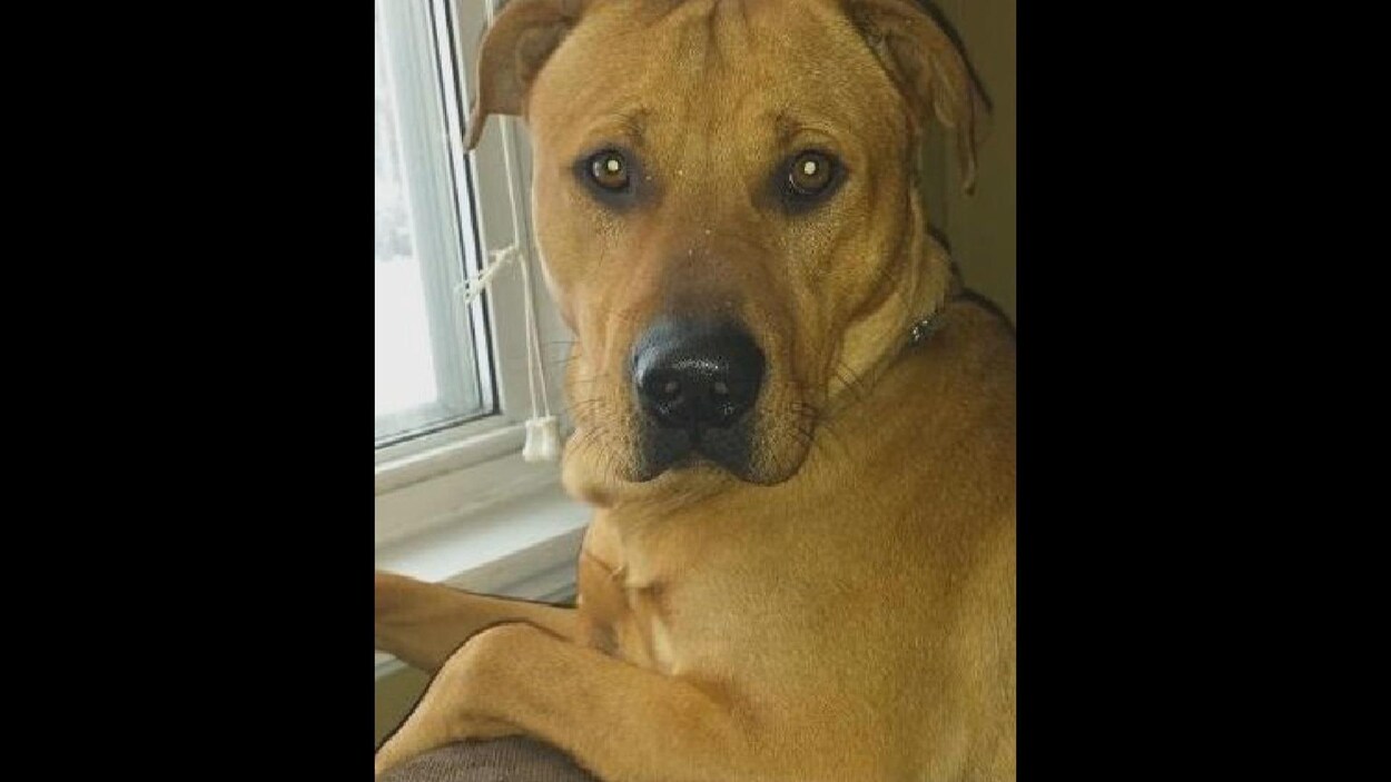 Une photo du chien nommé Diesel.