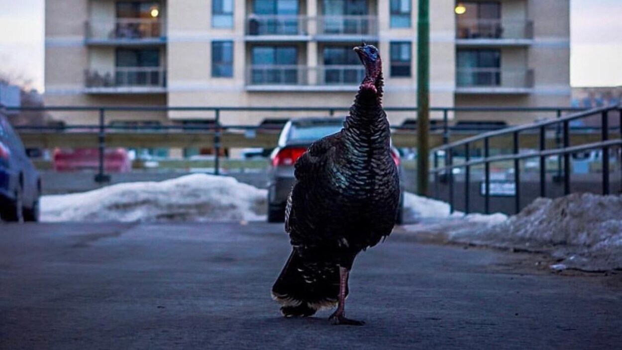 Une dinde sauvage devant un immeuble d'appartements.