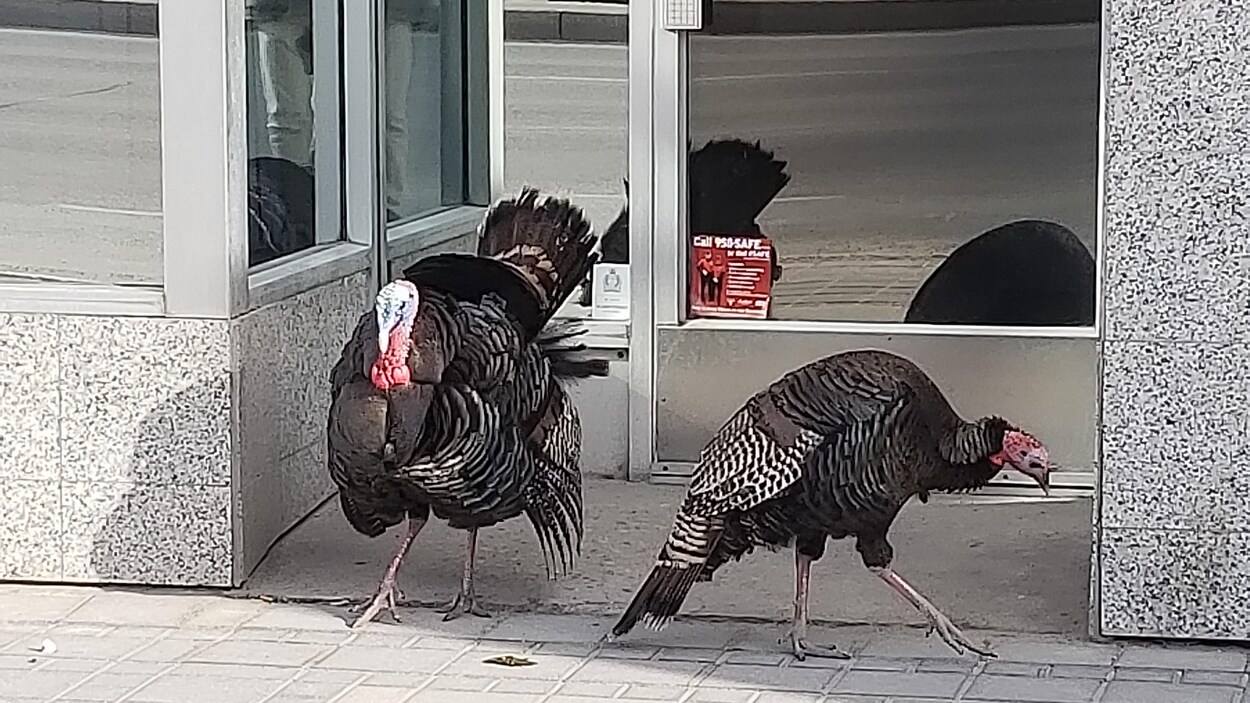 Des Dindons Sauvages Continuent De Se Pavaner à Winnipeg