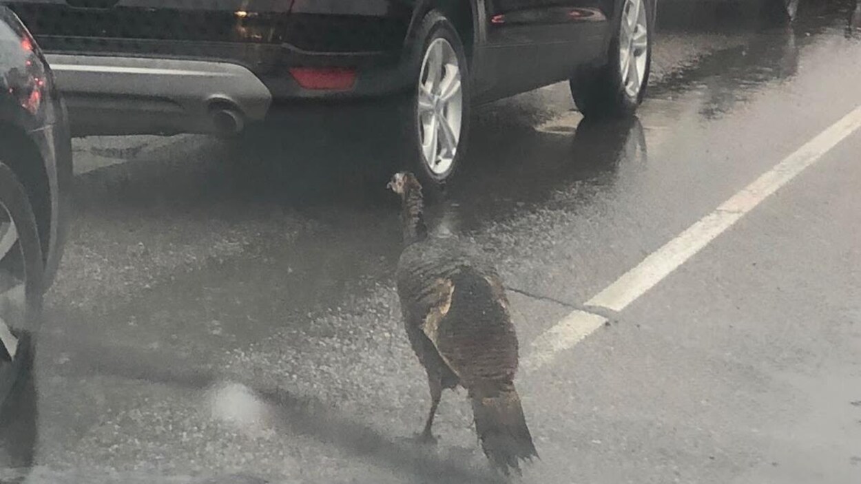 Un dindon sauvage sur une rue près d'automobiles.