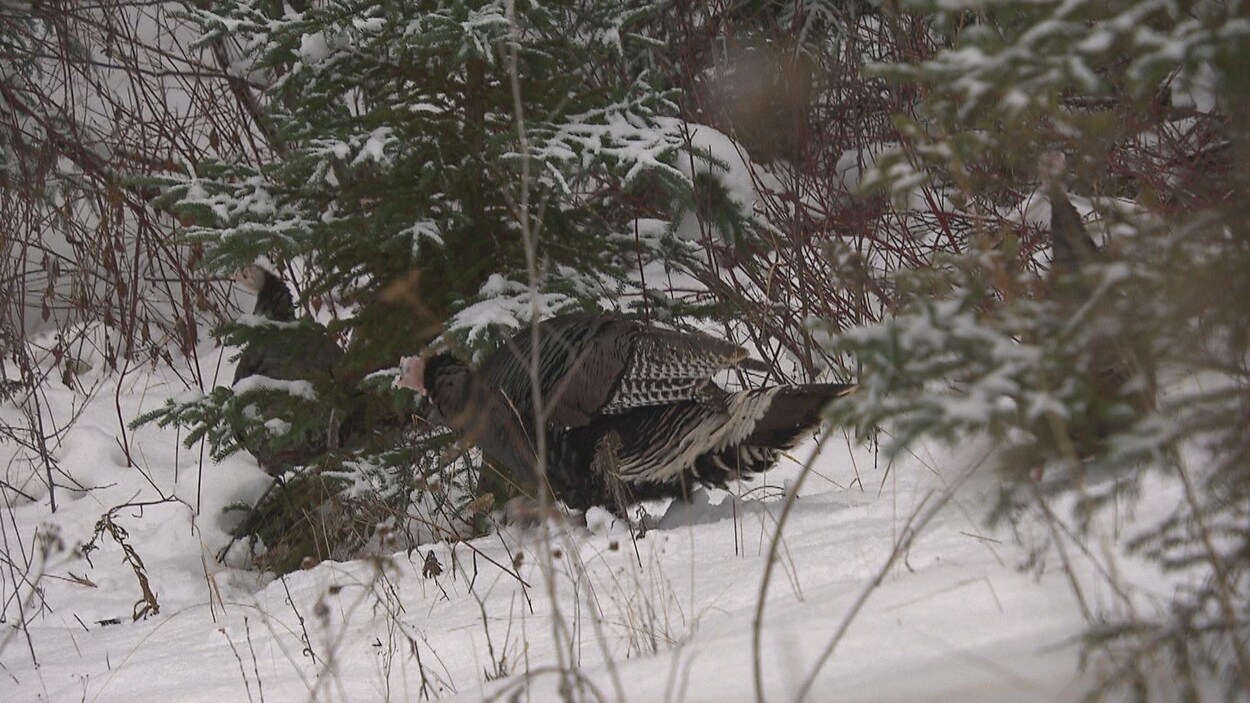 Des dindons sauvages dans des branches d'arbres