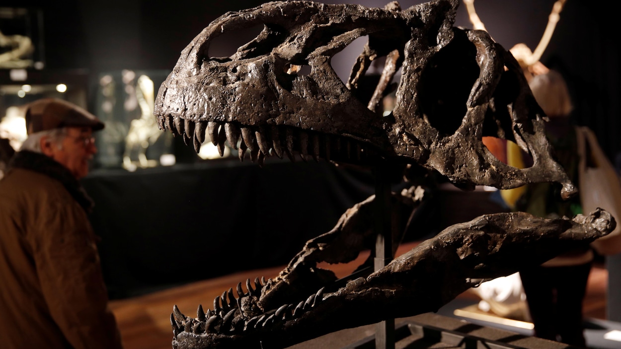 Un squelette de dinosaures