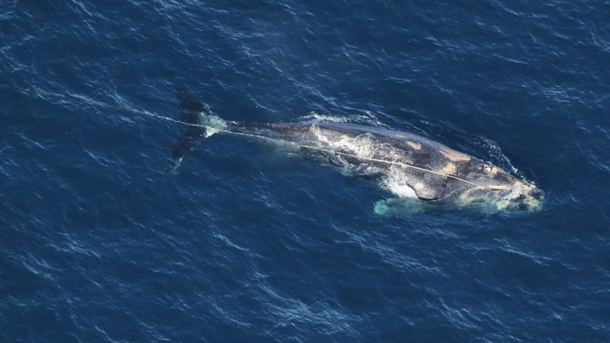 Décès d’une baleine noire empêtrée dans des engins de pêche