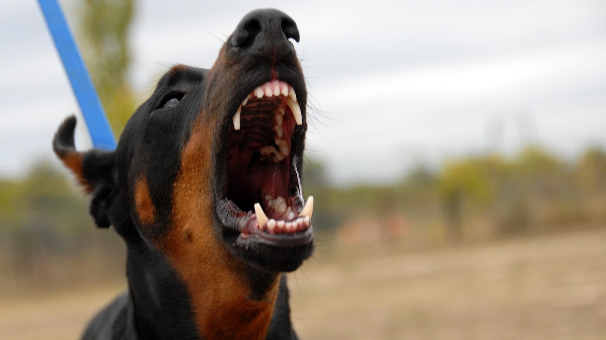 Un chien jappant, la gueule ouverte.