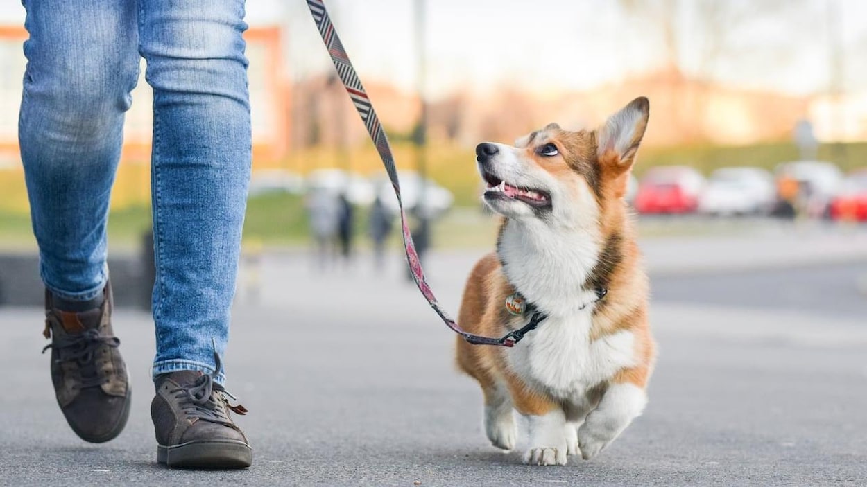 Une promenade avec leur chien coûte 160 $ à un couple de Granby