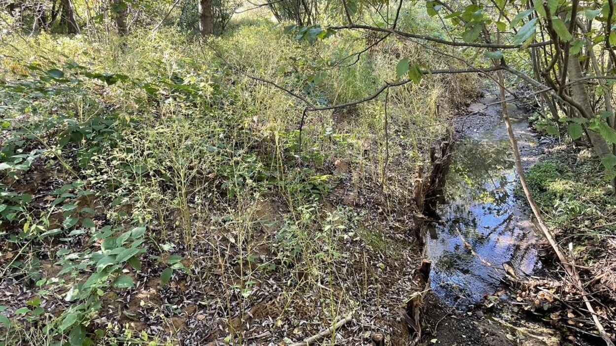 Un paysage en nature où l'on voit un ruisseau et des pieux de cèdres qui maintiennent  les berges.