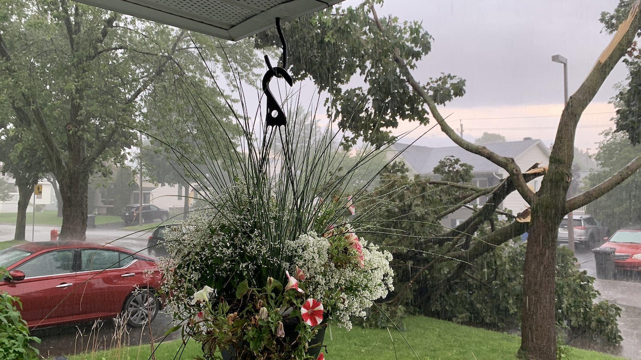 Un arbre avec deux grosses branches d'arbre tombées, on voit qu'il y a beaucoup de pluie, dans un secteur résidentiel.