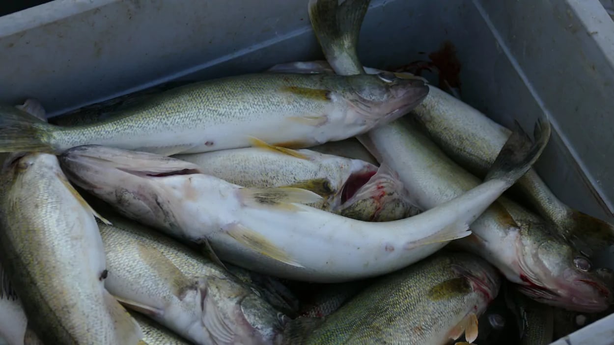 Pêcheurs et scientifiques s'affrontent sur le nombre de dorés jaunes dans le lac Winnipeg ICI