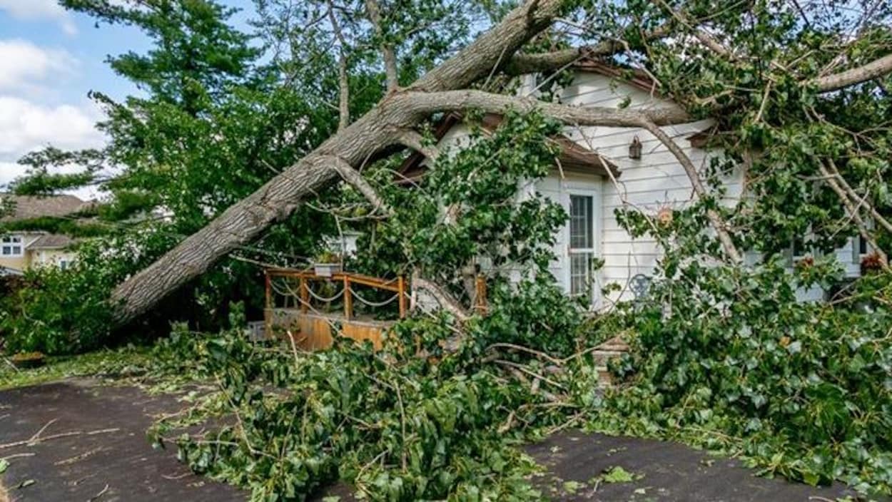 Un arbre couché sur le vestibule d'une maison.