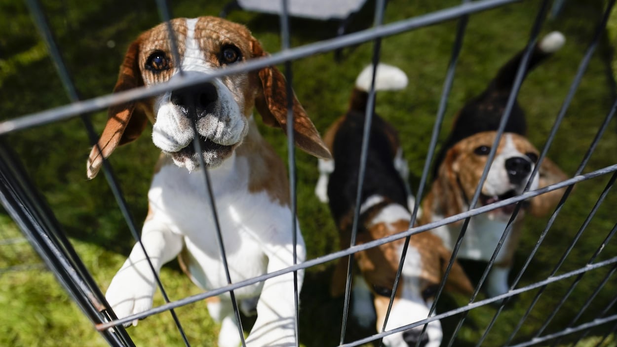 Les tests médicaux sur des chiens à London ont été faits selon les règles, dit un rapport