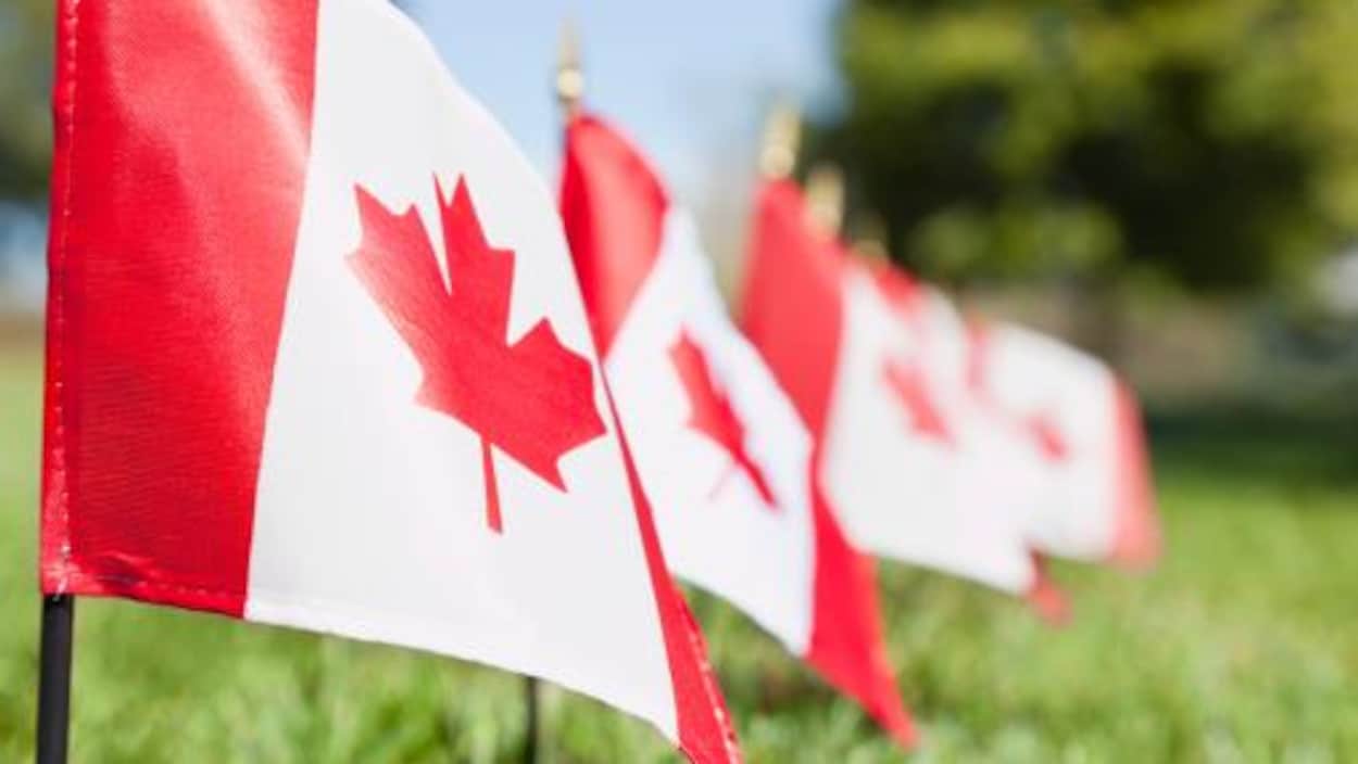 Gros plan sur des drapeaux canadiens plantés dans une pelouse