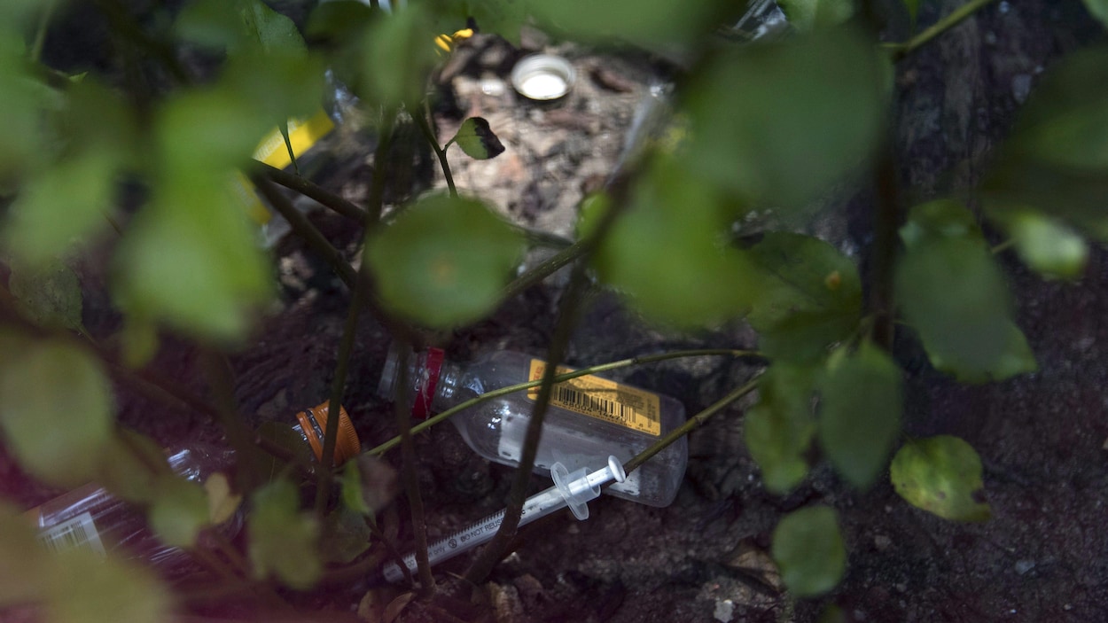 Une seringue et des bouteilles d'alcool vides dans un buisson. Une seringue et des bouteilles d'alcool vides dans un buisson.