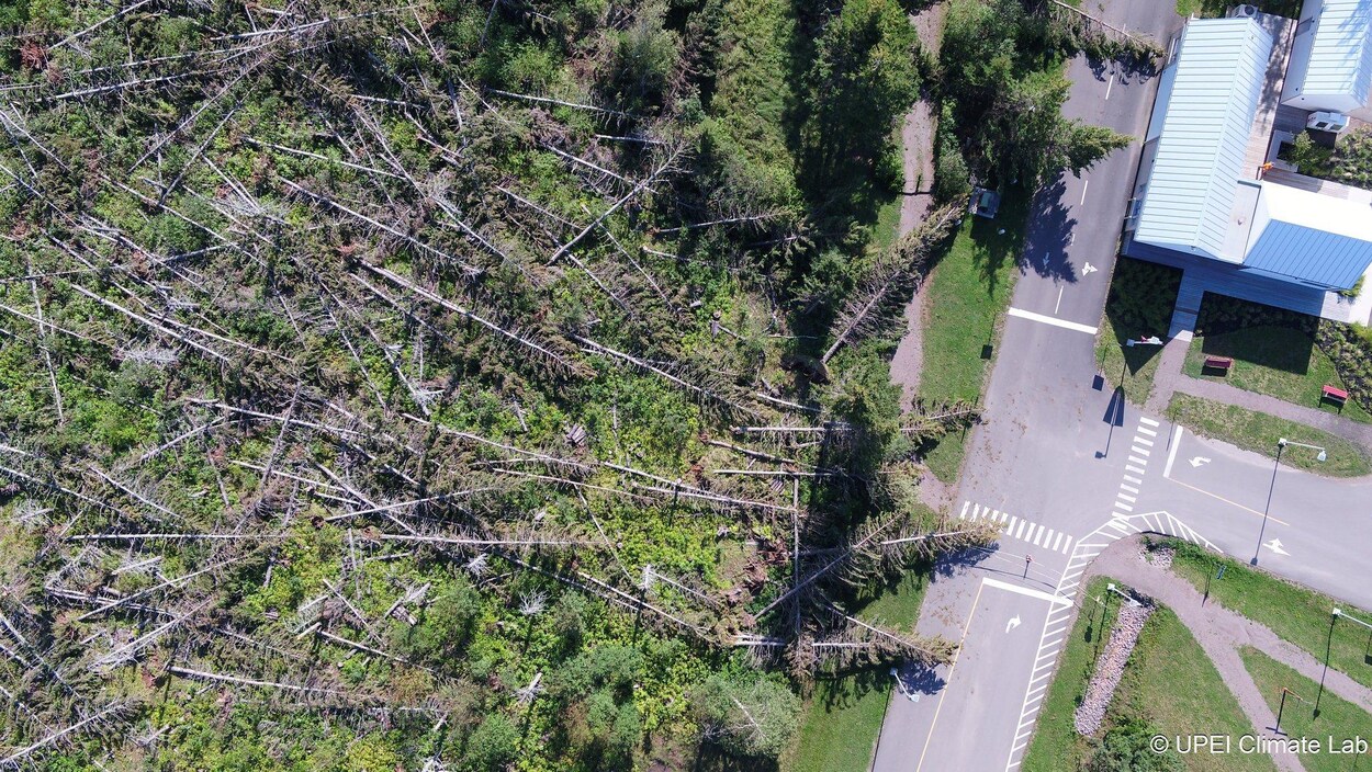 Sur cette image aérienne, on peut constater les dommages qu'a causé la tempête Dorian sur cette forêt de l'Île-du-Prince-Édouard.