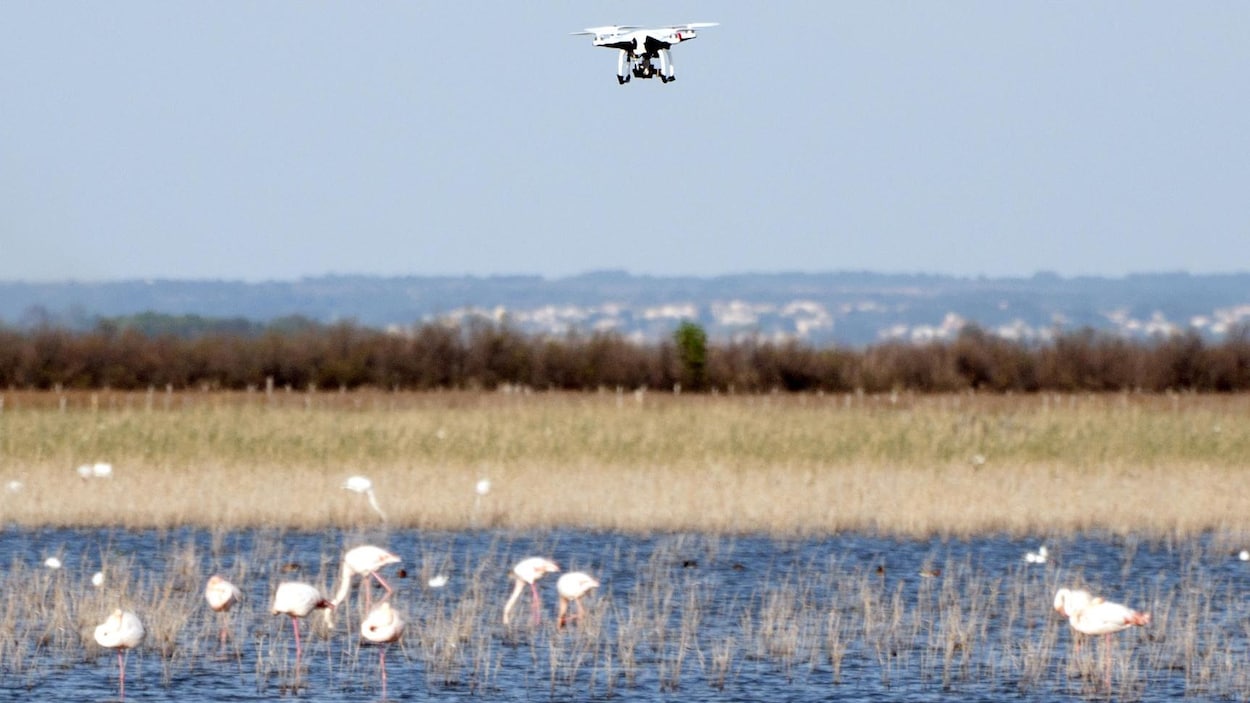 Un drone survole un groupe de flamants roses en Camargue, en France.