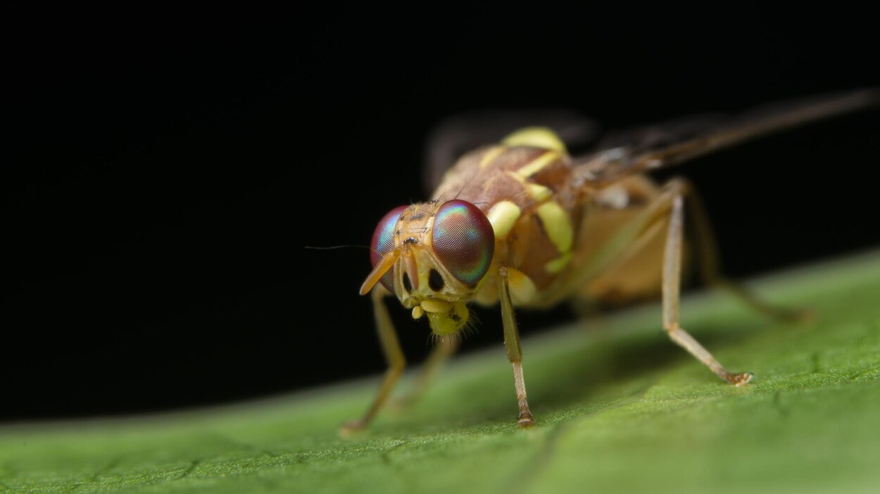 Une mouche drosophile. Une mouche drosophile.