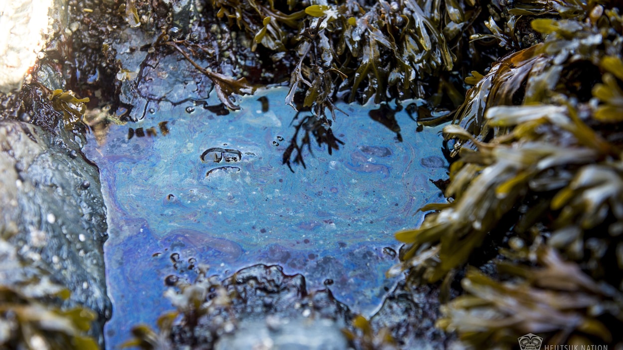 Des traces de diesel dans une mare entourée d'algues et de roches Des traces de diesel dans une mare entourée d'algues et de roches