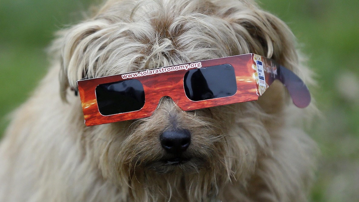 https://images.radio-canada.ca/q_auto,w_1250/v1/ici-info/16x9/eclipse-solaire-chien.jpg