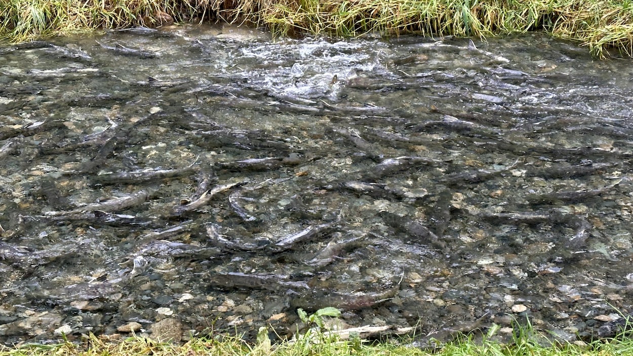 Île de Vancouver : le faible manteau neigeux présente des risques pour les saumons