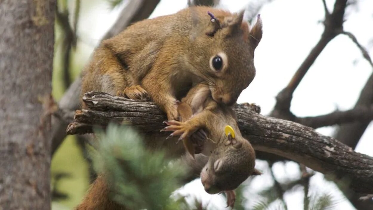 Plan serré d'un écureuil roux adulte sur une branche d'arbre tenant un écureuil roux nouveau-né dans sa gueule.