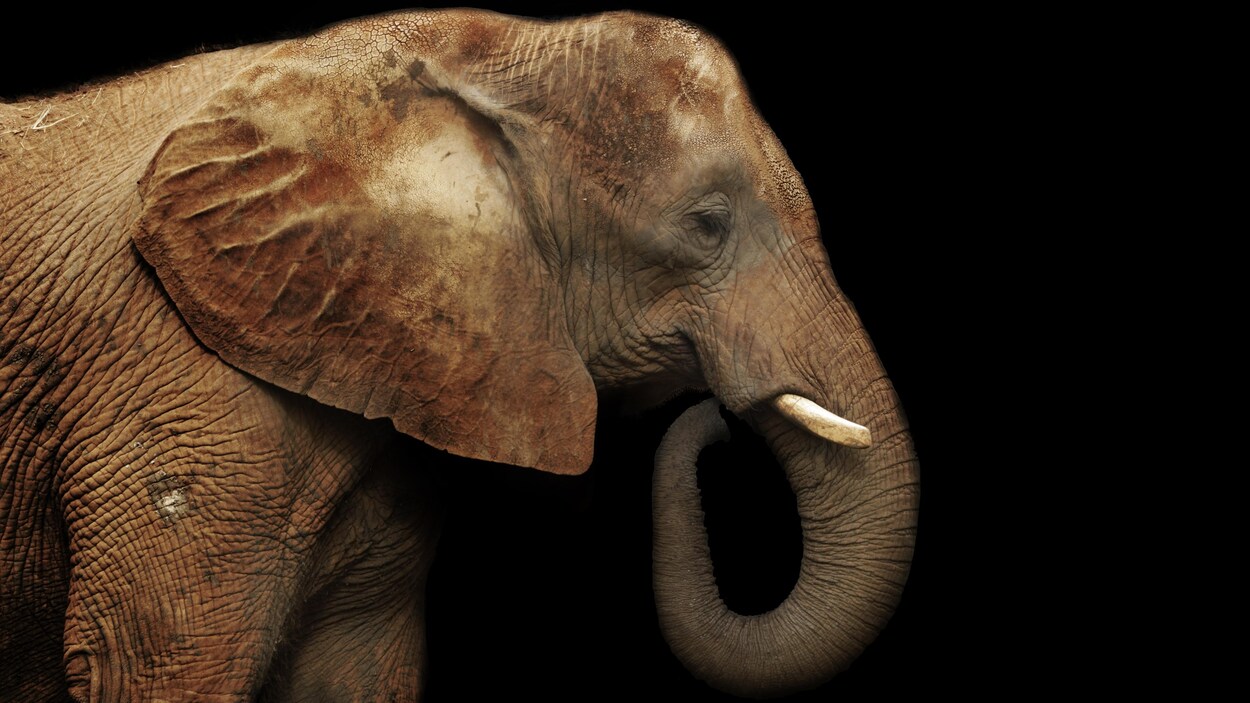 Un éléphant mâle d'Afrique sur fond noir. Un éléphant mâle d'Afrique sur fond noir.