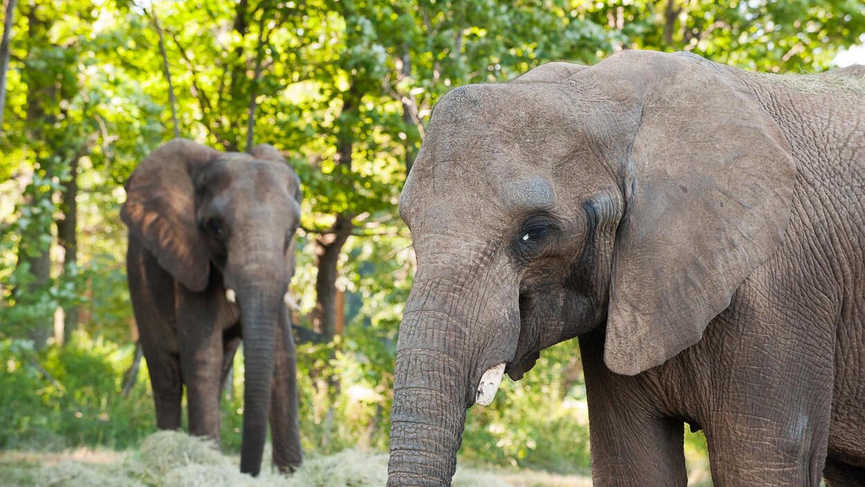 Répondant au doux nom de Thandi, le grand mammifère de 28 ans est arrivé du Zoo de Pittsburgh par voie terrestre.