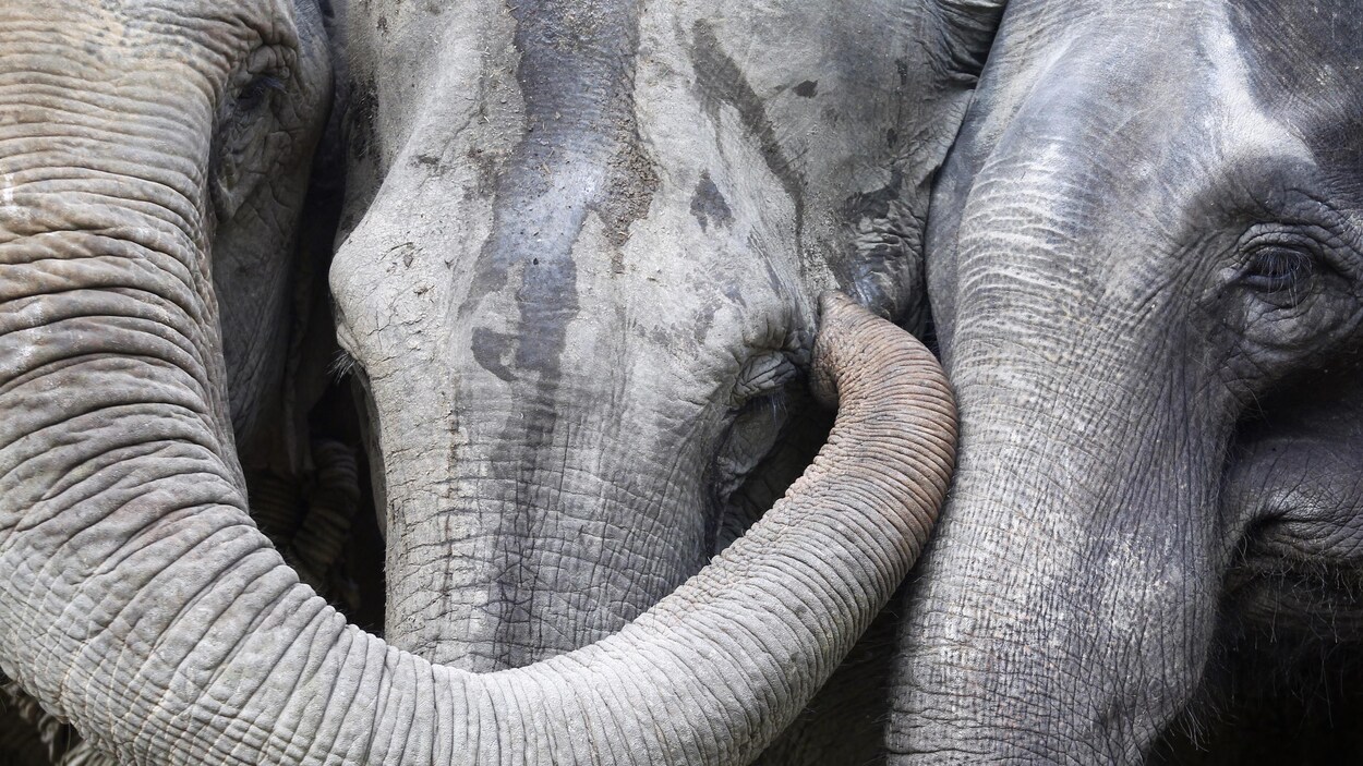 Trois éléphants asiatiques.