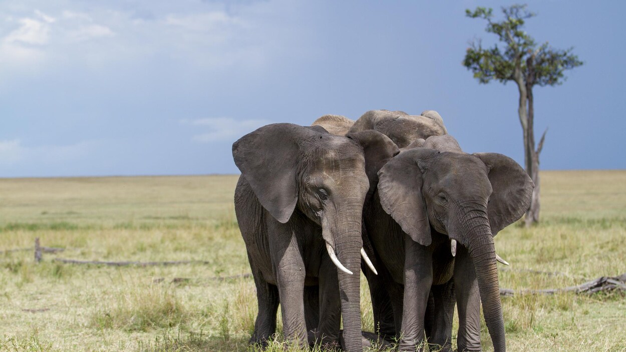 Trois éléphants dans la savane africaine.