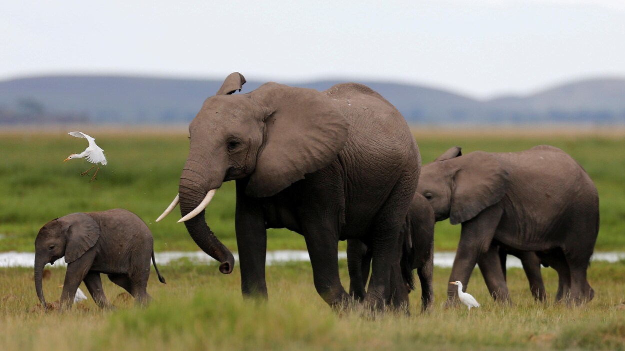 Quatre éléphants marchent aux côtés de deux petits oiseaux blancs.