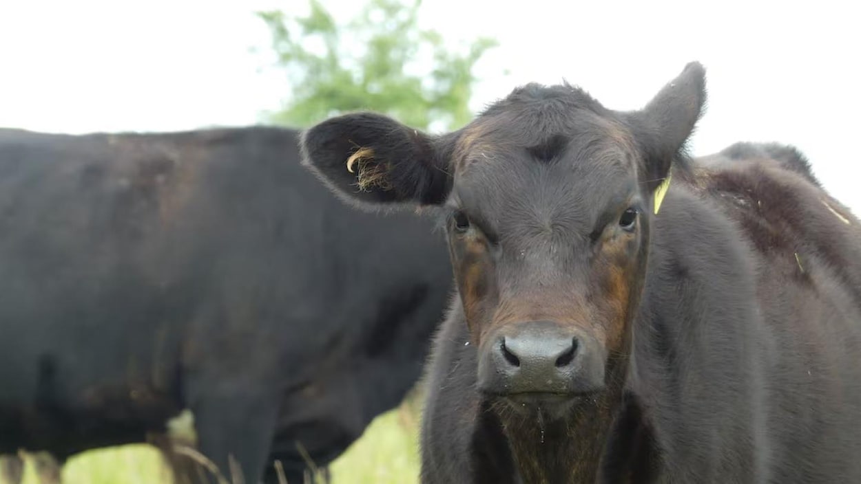 Des éleveurs poursuivent la province pour des inondations de pâturages