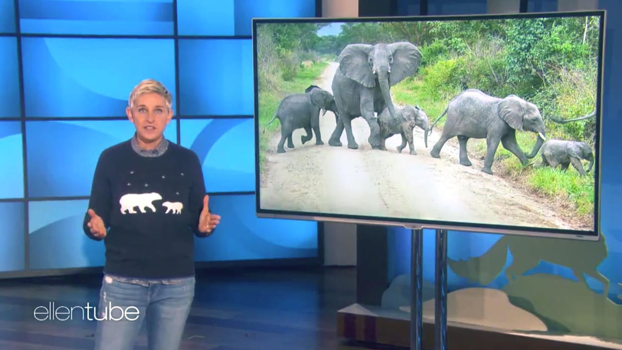 L'animatrice Ellen DeGeneres prenant la défense des éléphants menacés du Zimbabwe pendant l' Ellen DeGeneres Show L'animatrice Ellen DeGeneres prenant la défense des éléphants menacés du Zimbabwe pendant l' Ellen DeGeneres Show
