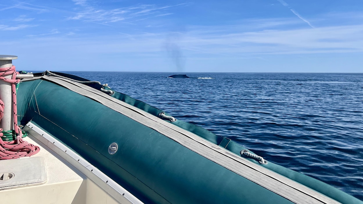 Penser baleine