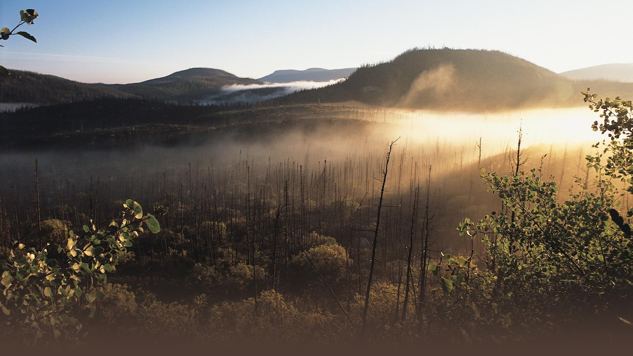 Québec planche sur une aire protégée destinée aux caribous de Charlevoix