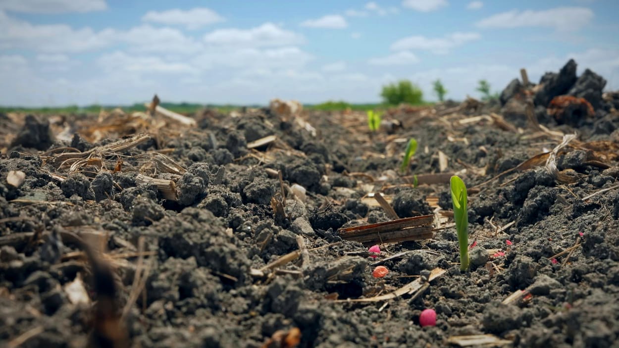 Des microplastiques subventionnés par le fédéral dans les champs